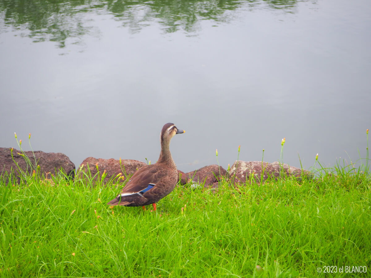 五稜郭公園の鴨