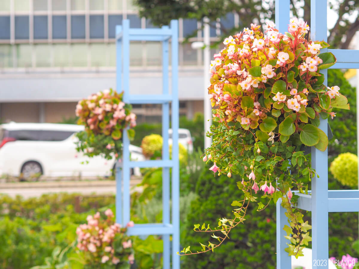 函館駅前広場の花壇