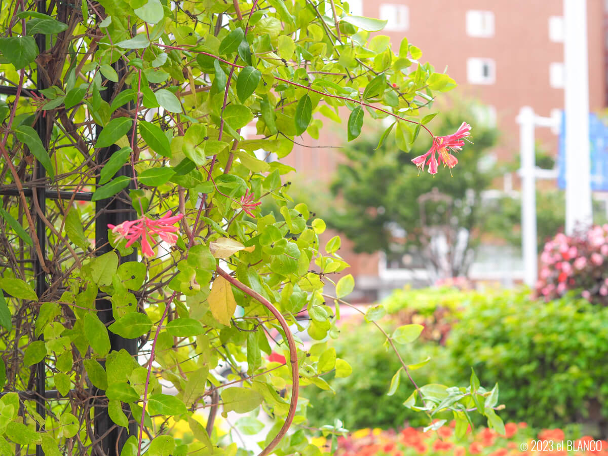 函館駅前広場の花壇