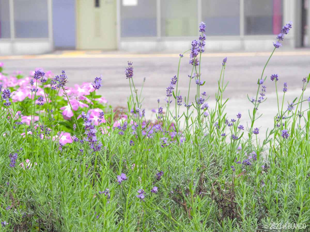 ラベンダーの花