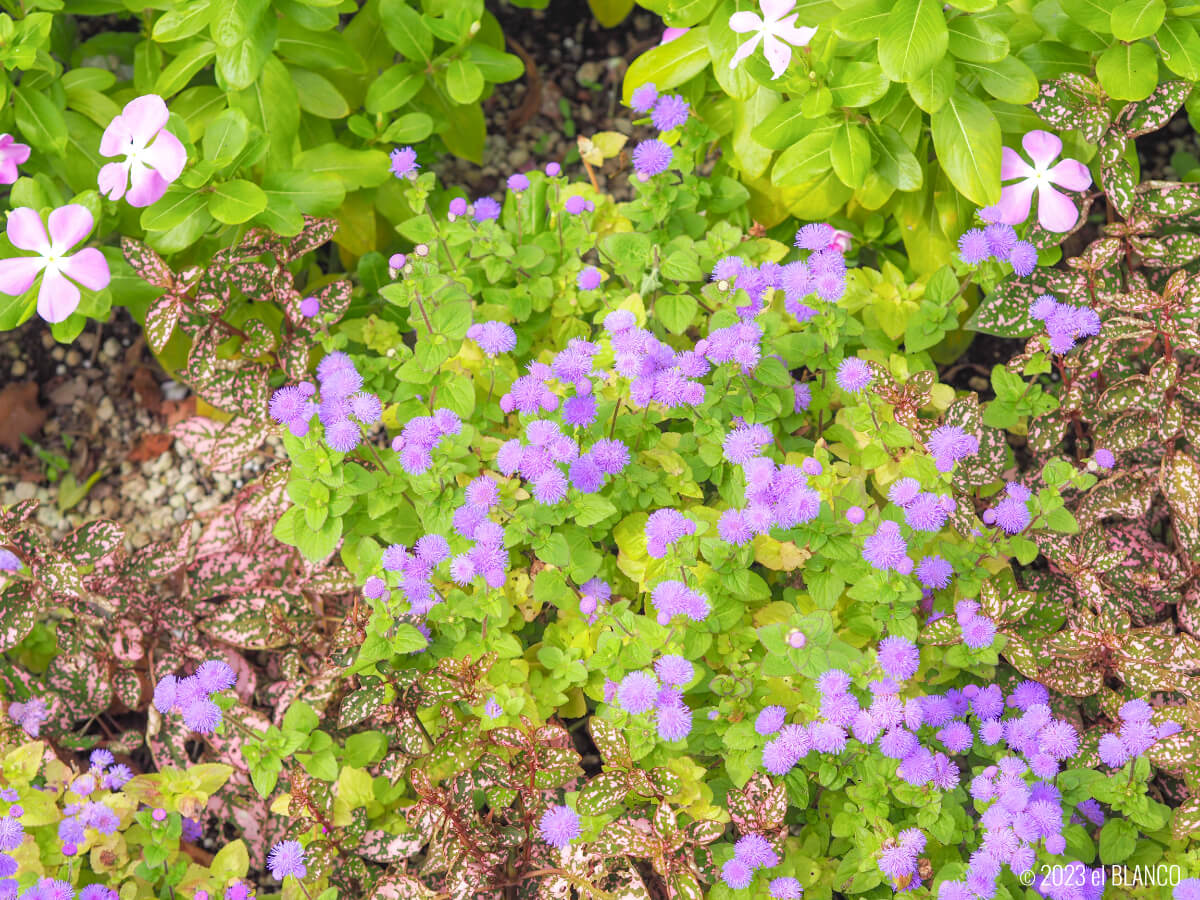 紫色の花