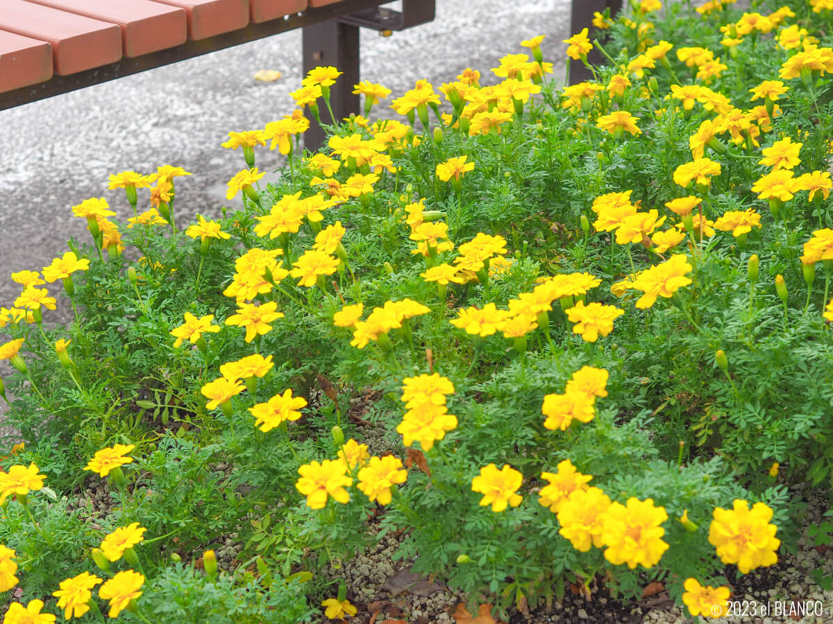 黄色の花